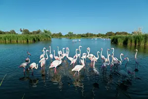 Flamingoes: Greater Flamingos - Bird Park Of Pont De Gau Camargue France