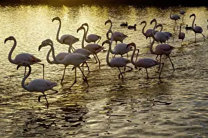 Flamingoes: Greater Flamingos - Bird Park Of Pont De Gau Camargue France