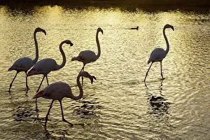 Flamingoes: Greater Flamingos - Bird Park Of Pont De Gau Camargue France