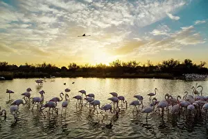 Flamingoes: Greater Flamingos - Bird Park Of Pont De Gau Camargue France