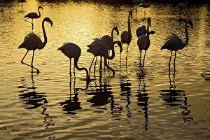Flamingoes: Greater Flamingos - Bird Park Of Pont De Gau Camargue France