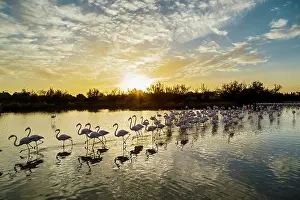 Flamingoes: Greater Flamingos - Bird Park Of Pont De Gau Camargue France