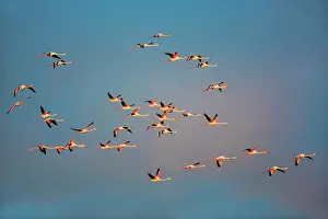 Swampland: Greater Flamingos - Camargue France
