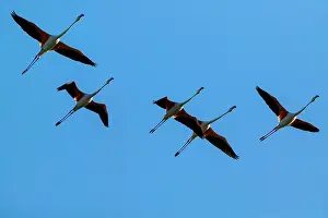 Flamingoes: Greater Flamingos - Camargue France