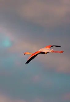 Flamingoes: Greater Flamingos - Camargue France