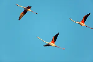 Flamingoes: Greater Flamingos - Camargue France