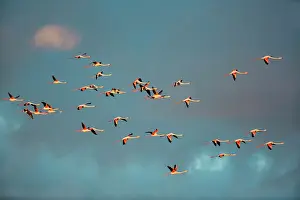 Flamingoes: Greater Flamingos - Camargue France