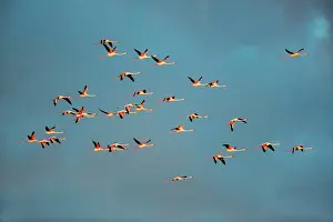 Flamingoes: Greater Flamingos - Camargue France