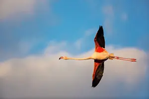 Flamingoes: Greater Flamingos - Camargue France
