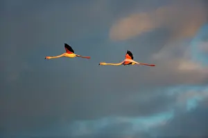 Flamingoes: Greater Flamingos - Camargue France
