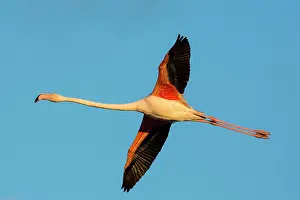 Flamingoes: Greater Flamingos - Camargue France