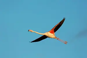 Flamingoes: Greater Flamingos - Camargue France