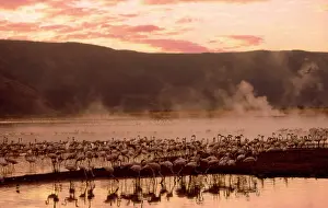 Steamy: Greater Flamingos - feeding at the steamy hot