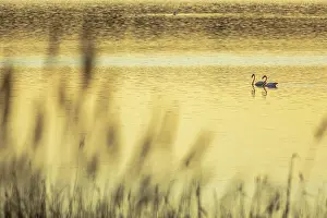 Sergio Arias: Greater Flamingos in the lagoon at sunrise