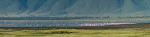 Ngorongoro: Greater flamingos (Phoenicopterus roseus), Ngorongoro