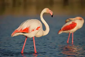 Flamingos: Greater flamingos (Phoenicopterus roseus), Camargue