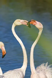 Flamingos: Greater flamingos (Phoenicopterus roseus) in France