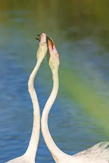 Flamingos: Greater flamingos (Phoenicopterus roseus) in France