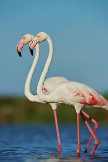 Maries: Greater Flamingos (Phoenicopterus roseus) standing