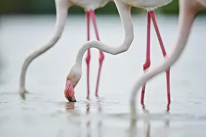 Provence: Greater Flamingos (Phoenicopterus roseus) standing