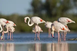 Reeds: Greater Flamingos (Phoenicopterus roseus) standing in the water