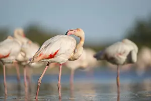 Reeds: Greater Flamingos (Phoenicopterus roseus) standing in the water