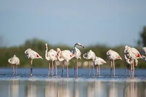 Reeds: Greater Flamingos (Phoenicopterus roseus) standing in the water