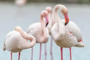 Provence: Greater Flamingos (Phoenicopterus roseus) in a swamp