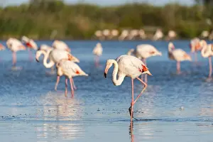 Reeds: Greater Flamingos (Phoenicopterus roseus) walking in the water