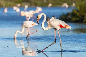 Reeds: Greater Flamingos (Phoenicopterus roseus) walking in the water