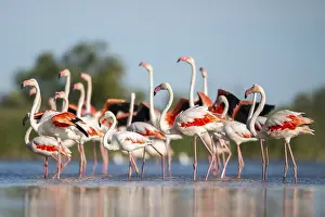 Reeds: Greater Flamingos (Phoenicopterus roseus) walking in the water while shaking there wings