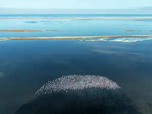 Flamingo: Greater Flamingos (Phoenicopterus ruber) at the Walvis Bay lagoon