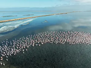 Flamingo: Greater Flamingos (Phoenicopterus ruber) at the Walvis Bay lagoon