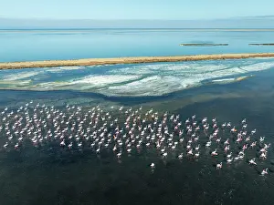 Flamingo: Greater Flamingos (Phoenicopterus ruber) at the Walvis Bay lagoon