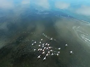 Flamingo: Greater Flamingos (Phoenicopterus ruber) at the Walvis Bay lagoon