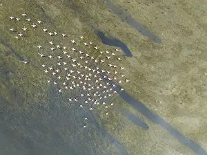Top Down View: Greater Flamingos (Phoenicopterus ruber) at the wetlands of the Walvis Bay lagoon
