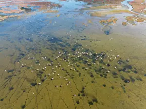 Top View: Greater Flamingos (Phoenicopterus ruber) at the wetlands of the Walvis Bay lagoon