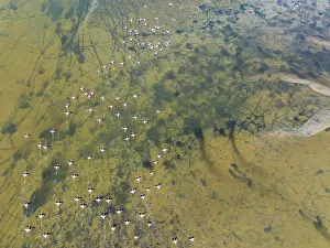 Top Down View: Greater Flamingos (Phoenicopterus ruber) at the wetlands of the Walvis Bay lagoon