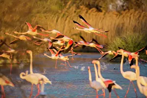 Swampland: Greater Flamingos - Pont De Gau Camargue France