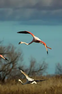 Flamingoes: Greater Flamingos - Pont De Gau Camargue France