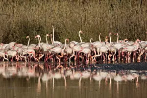 Flamingoes: Greater Flamingos - Pont De Gau Camargue France