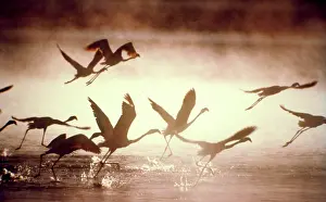 Steamy: Greater Flamingos - taking off from the steamy