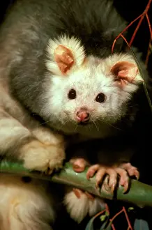 Glider: Greater glider - Light phase