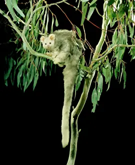 Glider: Greater Glider - Light phase