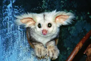 Hole: Greater Glider - looking out of hollow