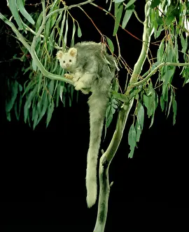 Glider: Greater glider (Petauroides volans) light phase