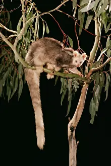 Glider: GREATER GLIDER - in tree