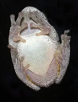 Pads: Greater gray tree frog