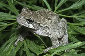 Concealed: Greater gray tree frog