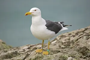 Marinus: Greater / Great black-backed gull